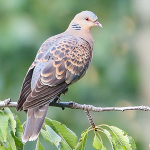 Oriental Turtle-Dove